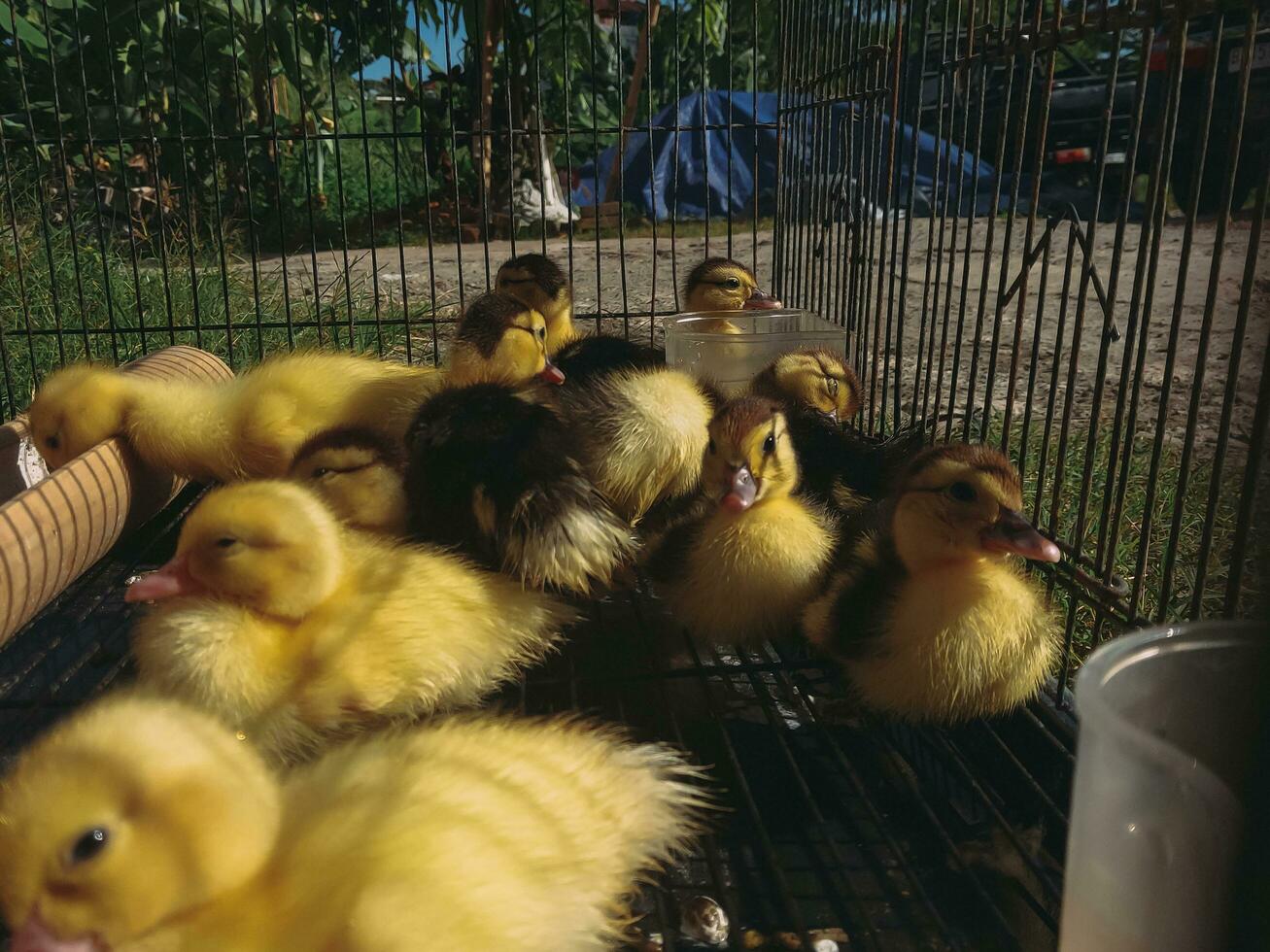 Ducklings are caged using cages made of iron bars. photo