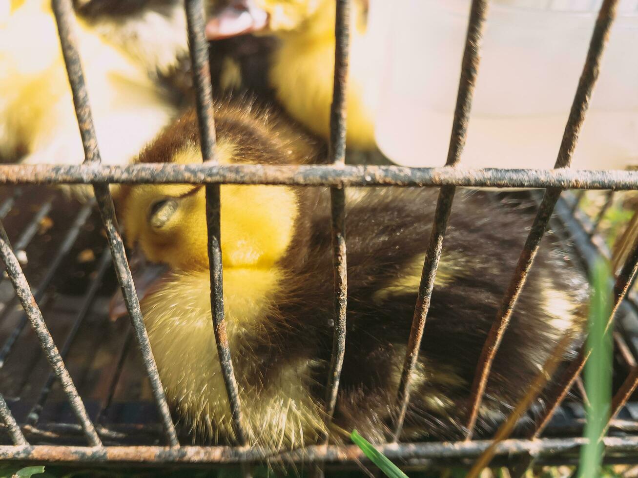 patitos son enjaulado utilizando jaulas hecho de hierro barras. foto