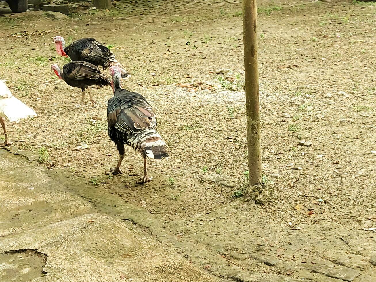 turkeys foraging in the backyard photo