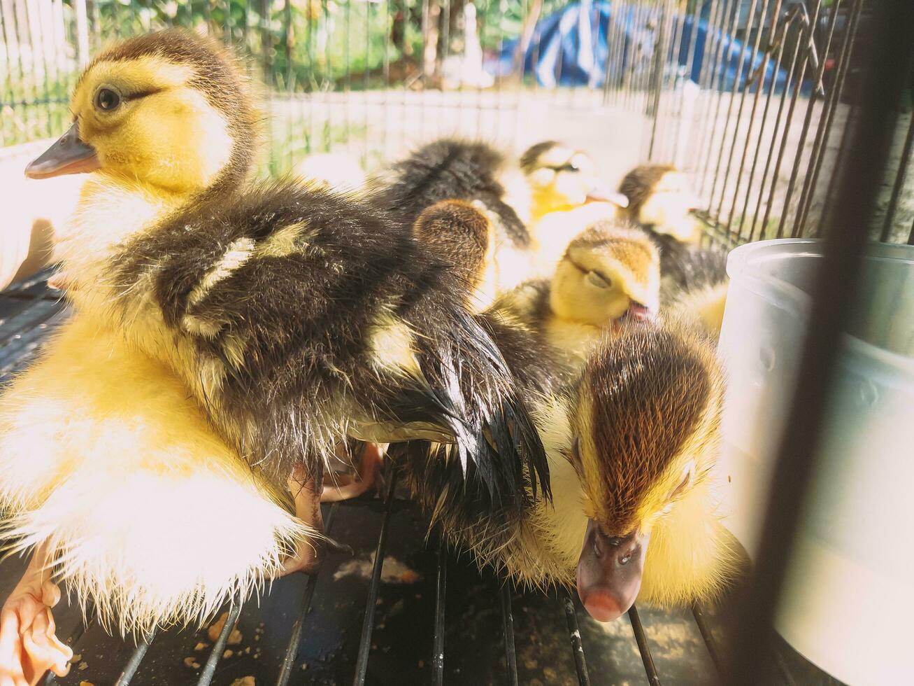 Ducklings are caged using cages made of iron bars. photo