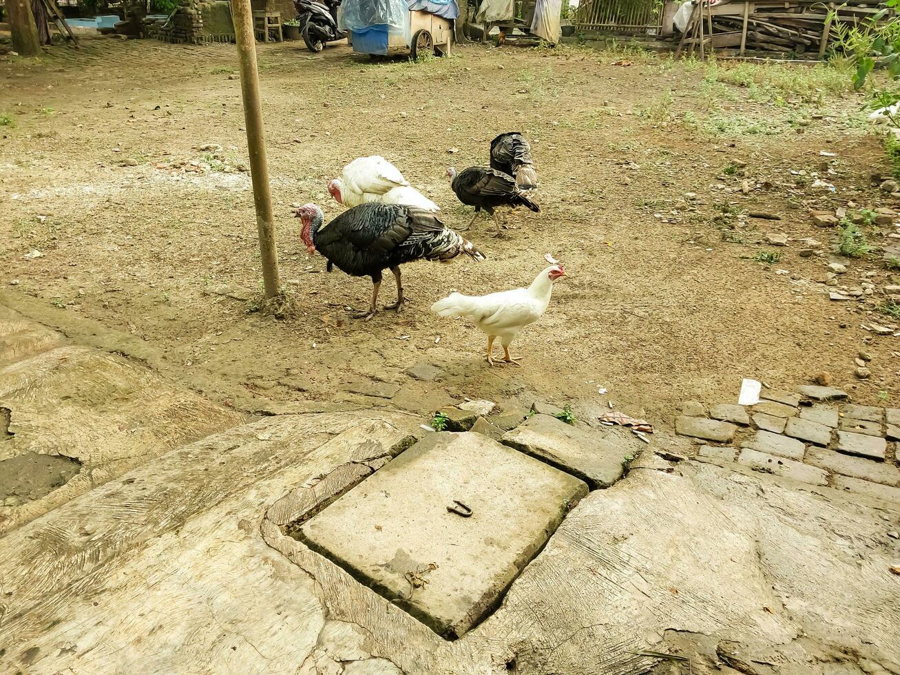 turkeys foraging in the backyard photo