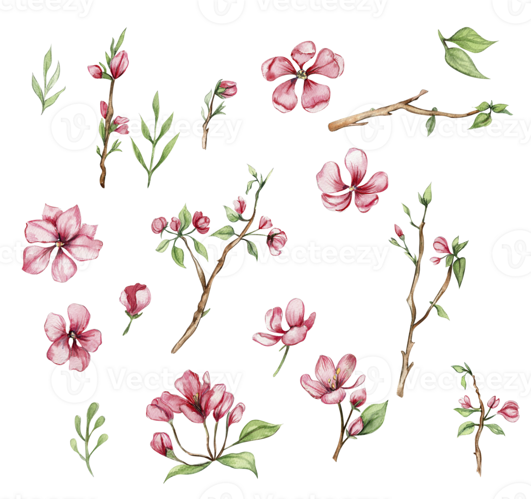 Watercolor collection set of sakura pink flowers, petals, sakura flower
