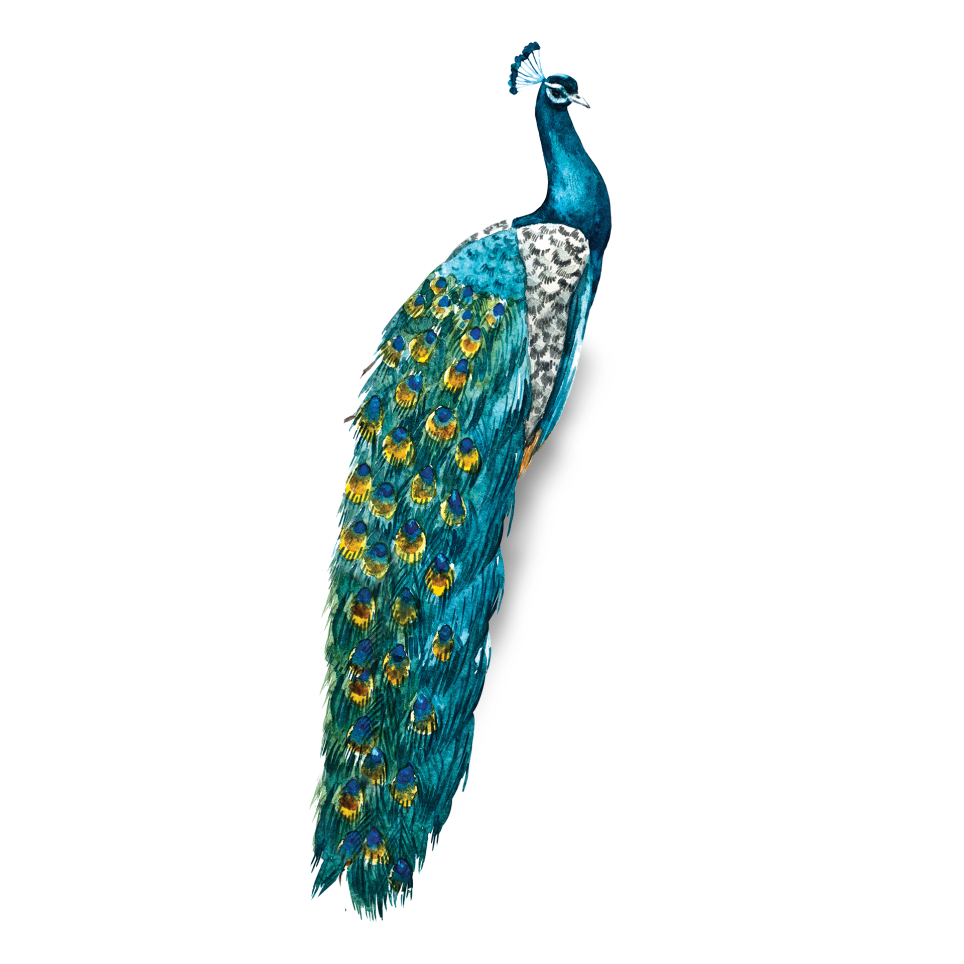 Beautiful peacock in different colors 23982670 PNG