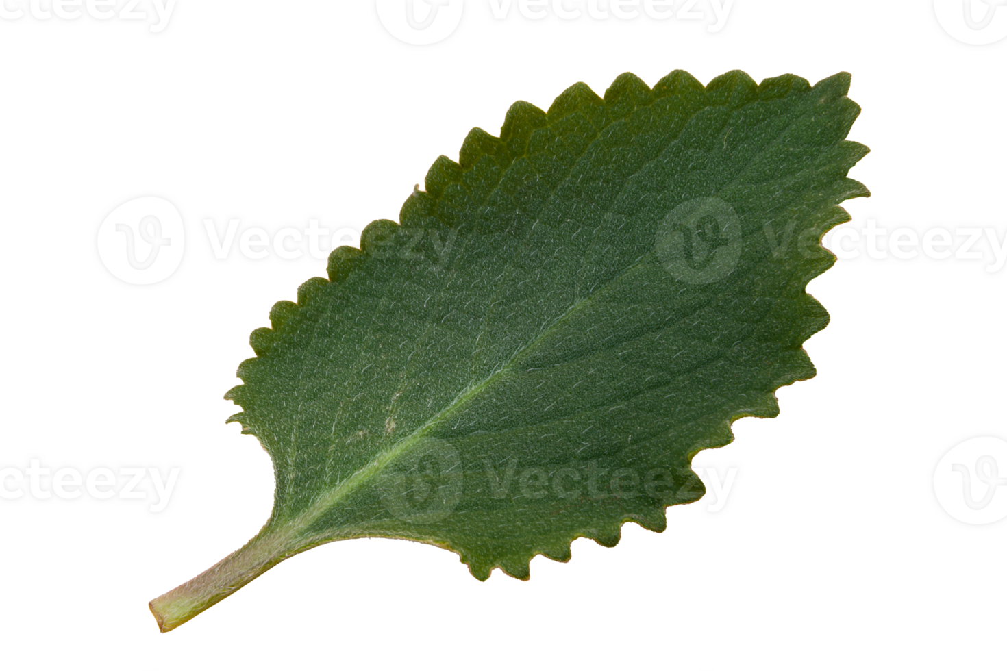 Green mint leaf in spots on transparent background. PNG. Macro photo. Photo in high quality. png