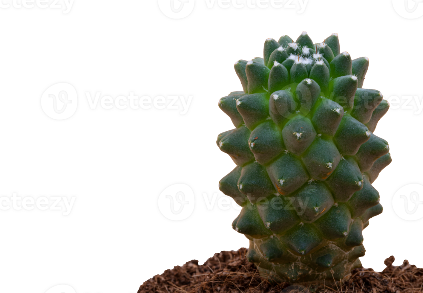 verde cactus en un maceta con suelo en un transparente antecedentes. blanco lugares en cactus. macrofotografía foto en alto calidad. png
