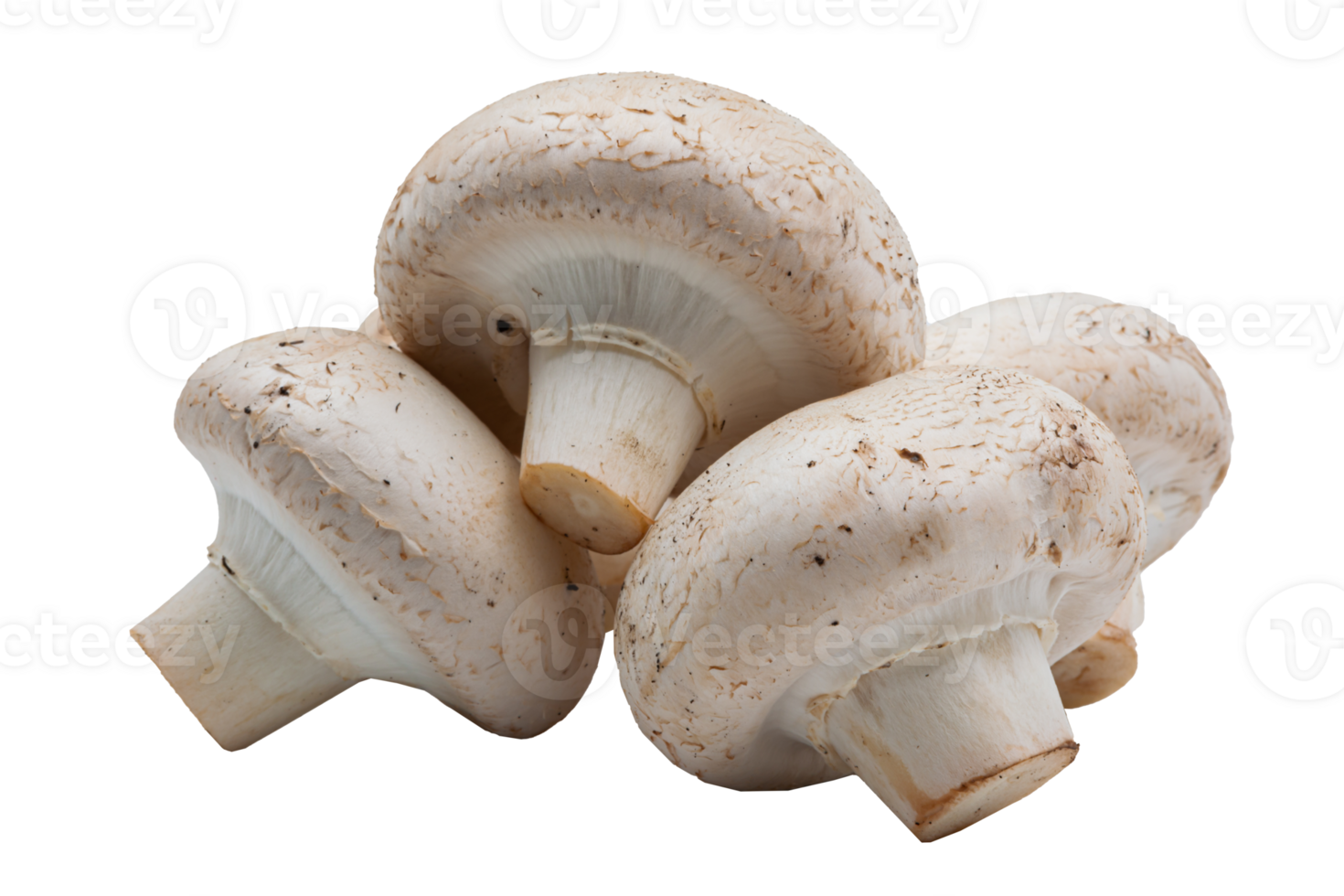 Natural white mushrooms on a transparent isolated background, lying in