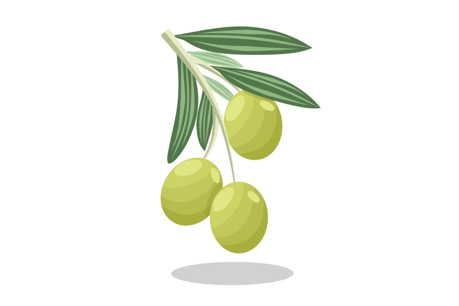 olive with leaf PNG illustration