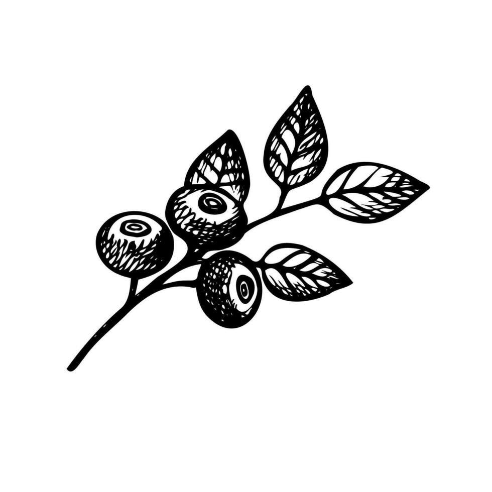 arándano. mano dibujado salvaje bayas y hojas de el genial arándano planta. diseño elemento. aislado blanco antecedentes. artístico vector ilustración