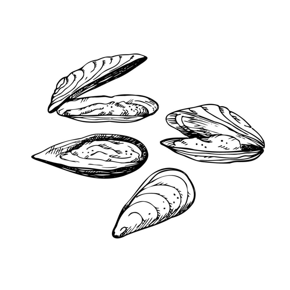 Mussels. Hand drawing with seashells, seafood. Set with clams. Sketch style. Design element. For packaging, template, menu, print. Vector art illustration