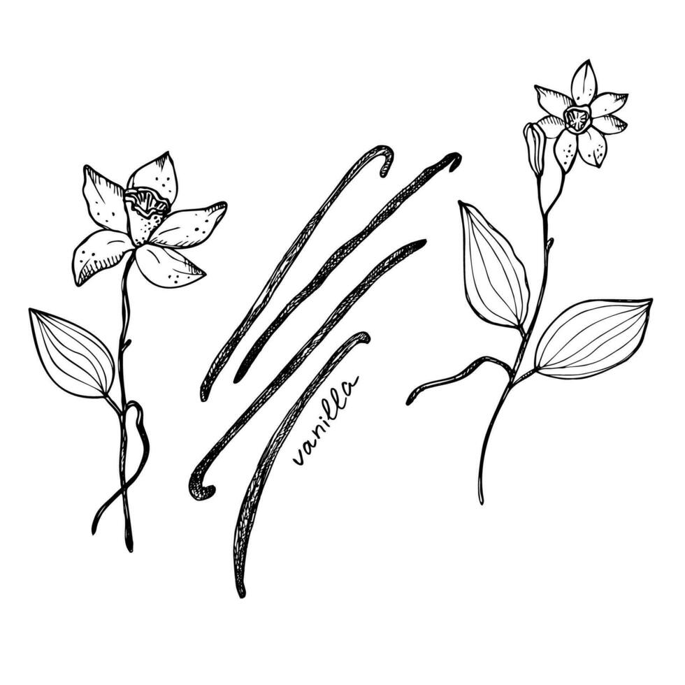 Vanilla. Flower and sticks of vanilla plant. Set with Isolated pods, vector image. Fragrant spices illustration. Drawn by hand. Doodle sketch. Design element.illustration. Vector art illustration