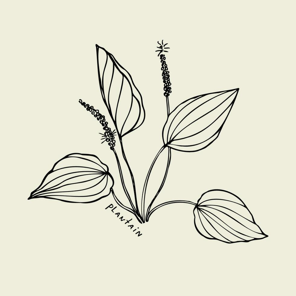 Plantain. Hand drawn leaf of medical forest plant. Design element. Isolated white background. For design package tea, cosmetic, print, medicine, greeting card. Art vector illustration