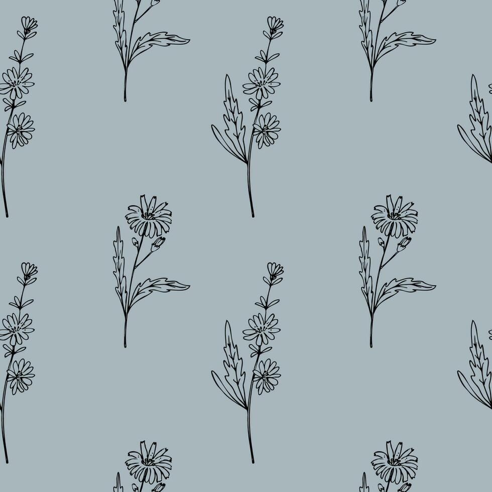 Chicory. Hand drawn seamless pattern with plant  fragrant succory twig branch with leaves and flower. Useful medical herb.Floral background. Design element .Vector art illustration vector
