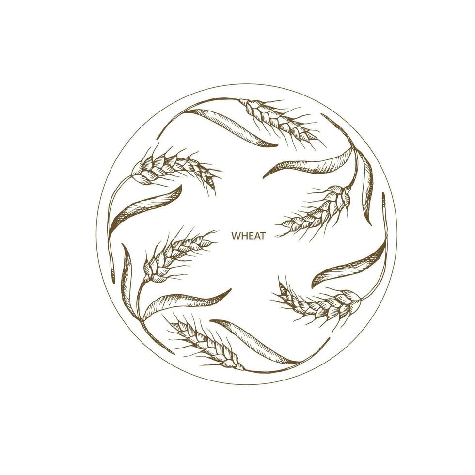 Wreath frame from ears wheat.A bunch of ears of wheat, dried whole grains.Cereal harvest,agriculture,organic farming, healthy food symbol. Hand drawn.Vintage style.Design element. Isolated background vector