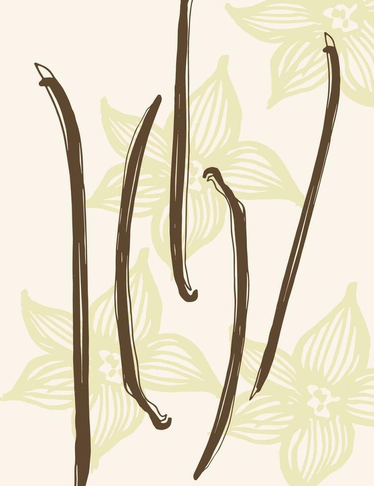 Vanilla. Flower and sticks of vanilla plant. Set with pods, vector image template. Fragrant spices illustration. Abstract background. Hand drawn.For label, poster, card, banner. Design element. Vector