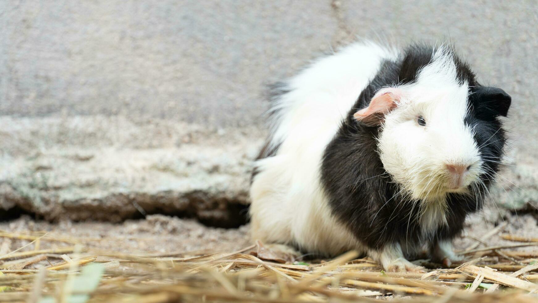 Front view of cute pet hamster black and white color. sitting on on straw. photo