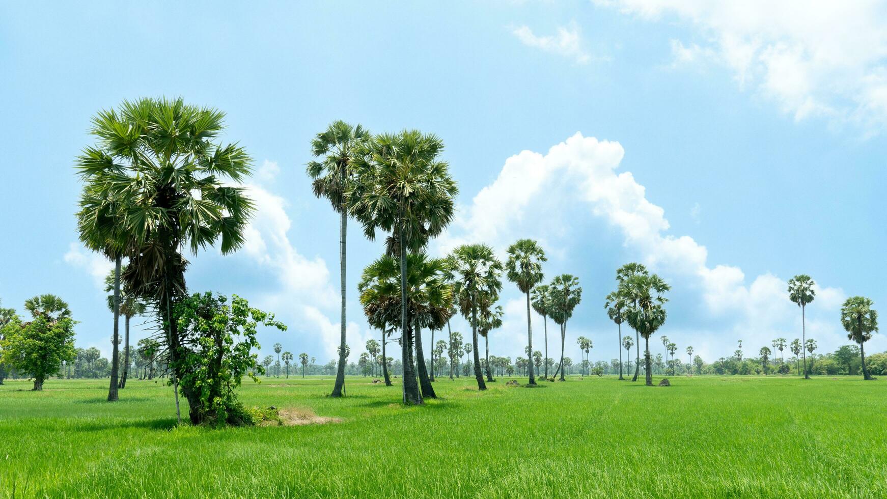 Area for planting seedlings of lush rice. There were tall and large palm trees lined up alternately. Under blue sky and white clouds. photo