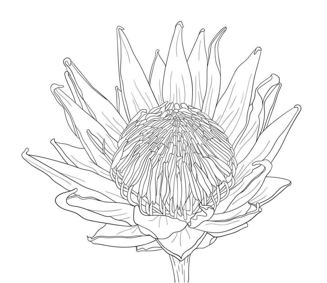 mano dibujado realista protea flor. línea Arte. vector