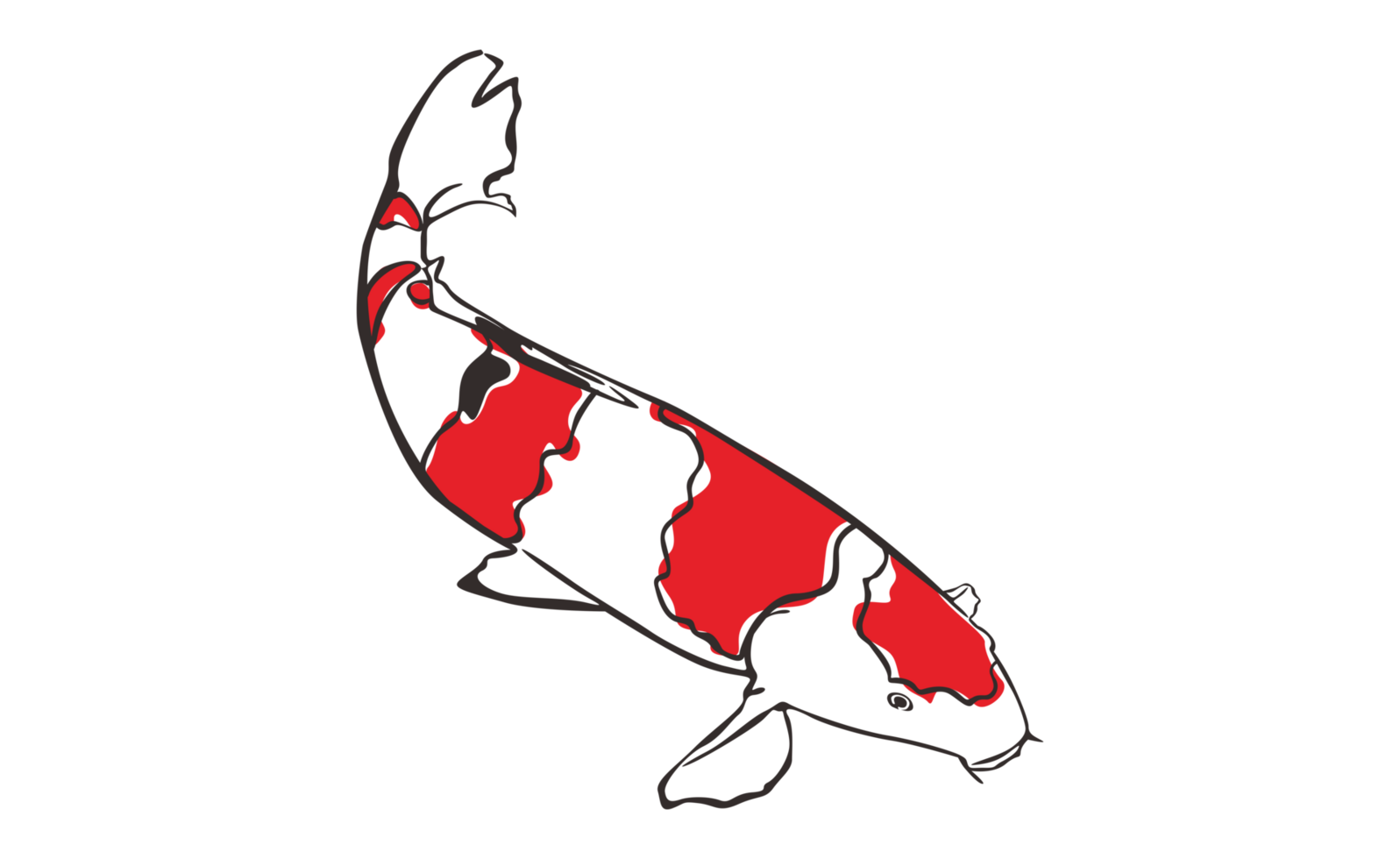 koi fisk med transparent bakgrund png