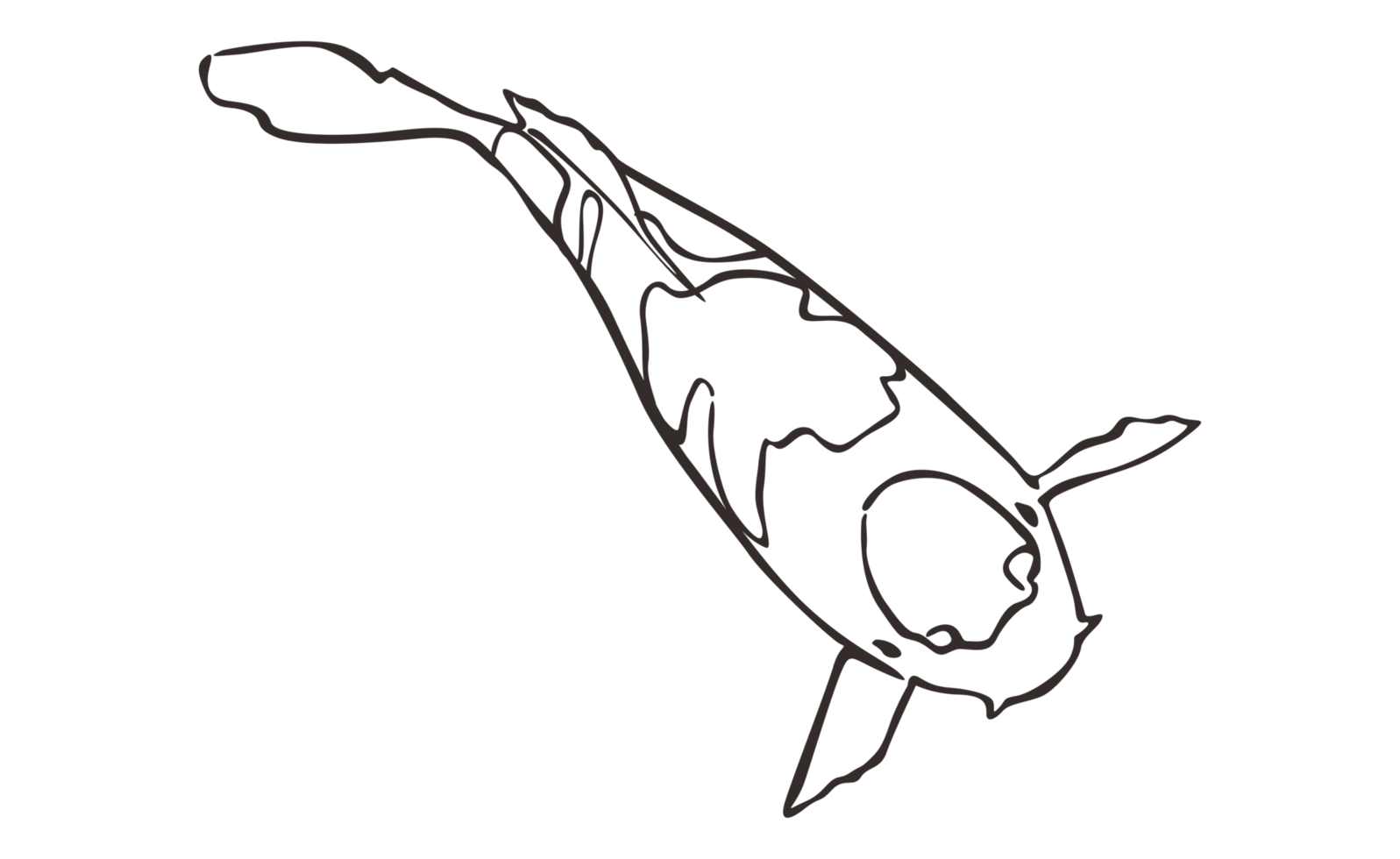Koi Fish With transparent background png
