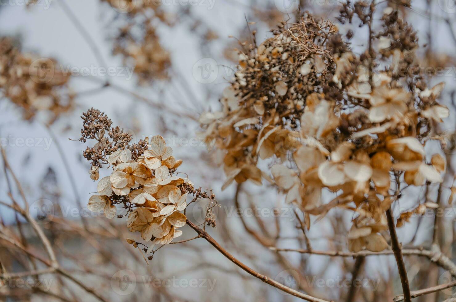 Hydrangea dried flowers in the garden. Natural background photo