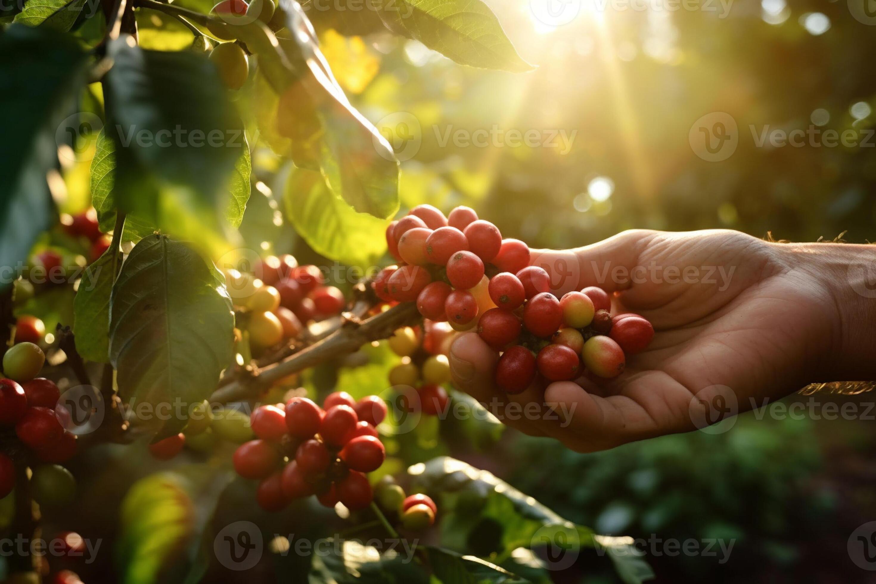 hand picking coffee berry in the early morning sunrise to make coffee