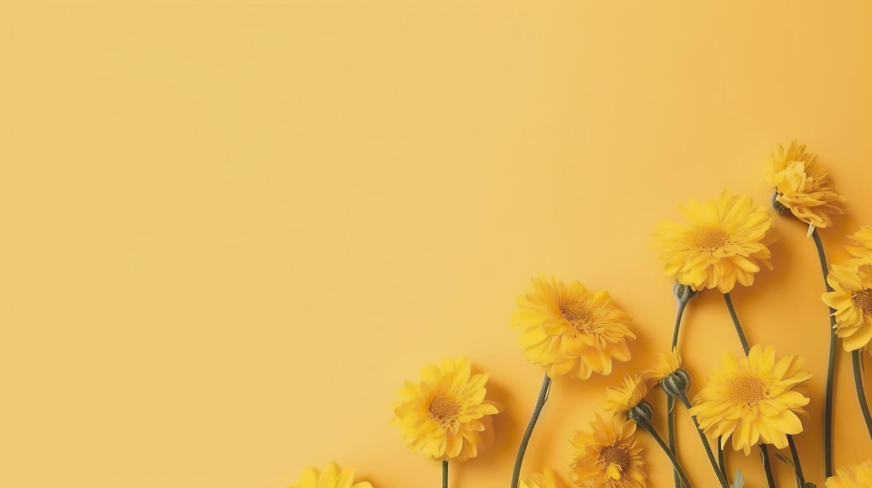 Banner with daisies. . photo