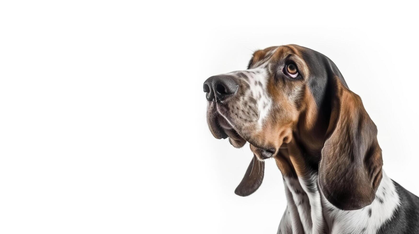 Banner with basset hound on the white background. . photo