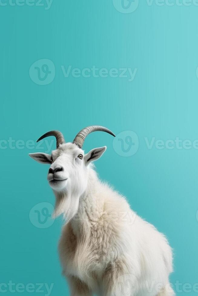 A potrait of cute animal goat with large empty background photo