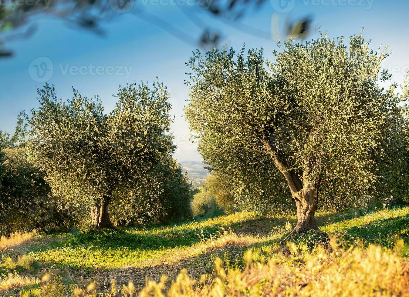 Italian-origin olive oil is produced in wonderful olive trees. photo