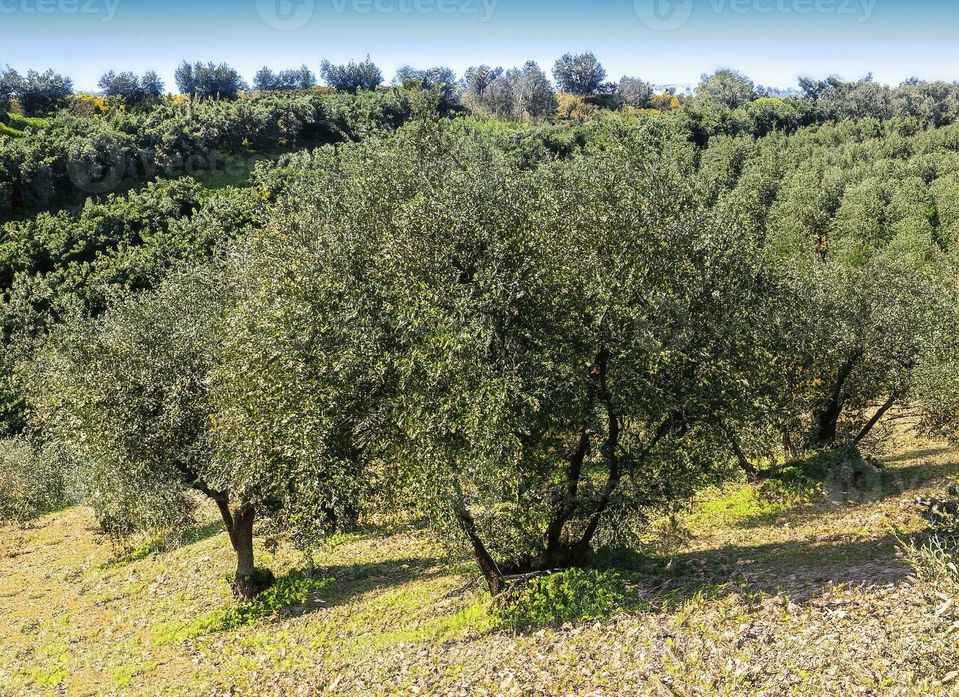 Italian projects using olive trees to produce olive oil photo