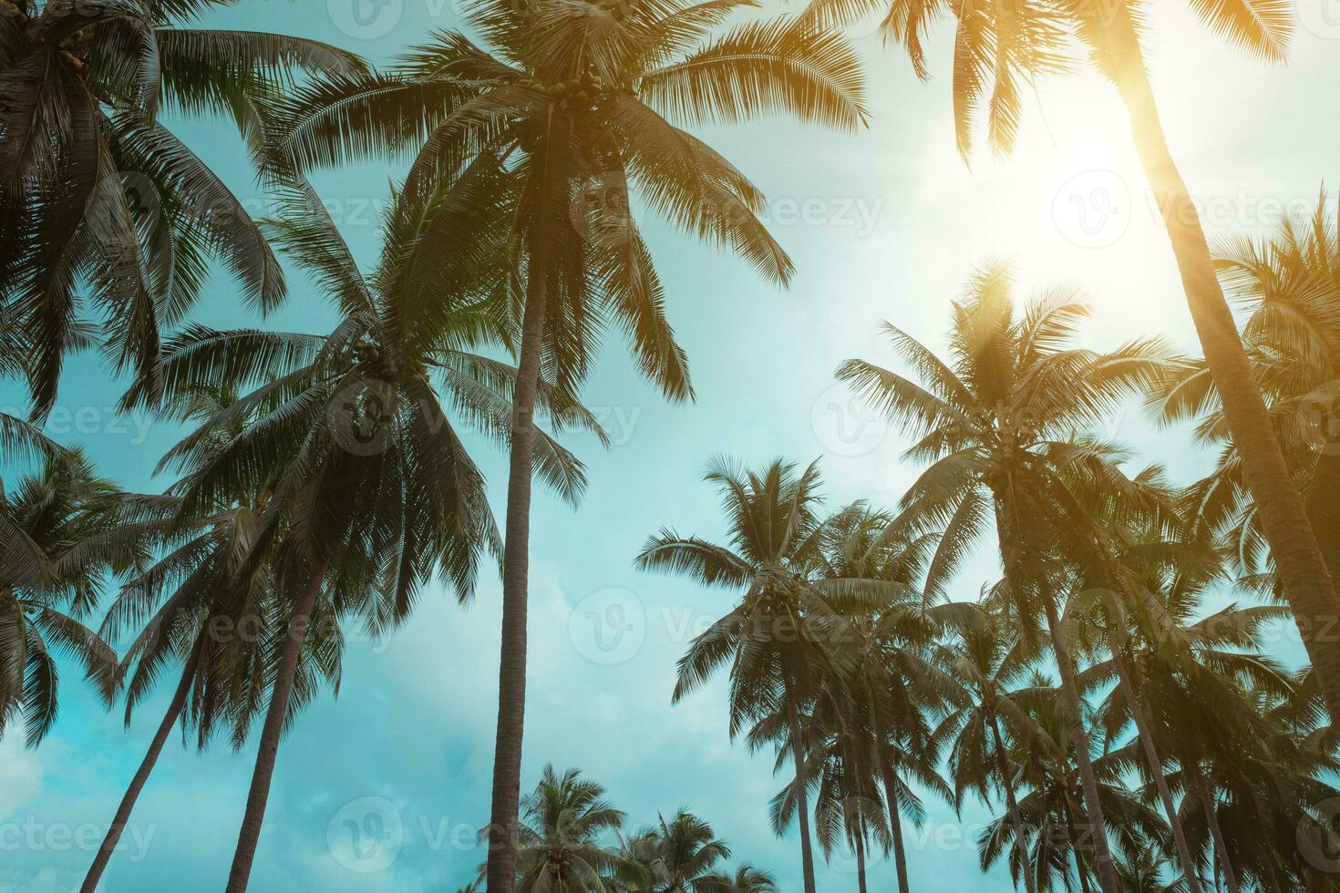 Many coconut palm trees on blue sky with sunshine in summer season. photo