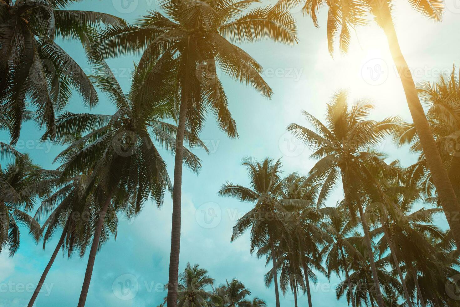 muchos Coco palma arboles en azul cielo con Brillo Solar en verano estación. foto