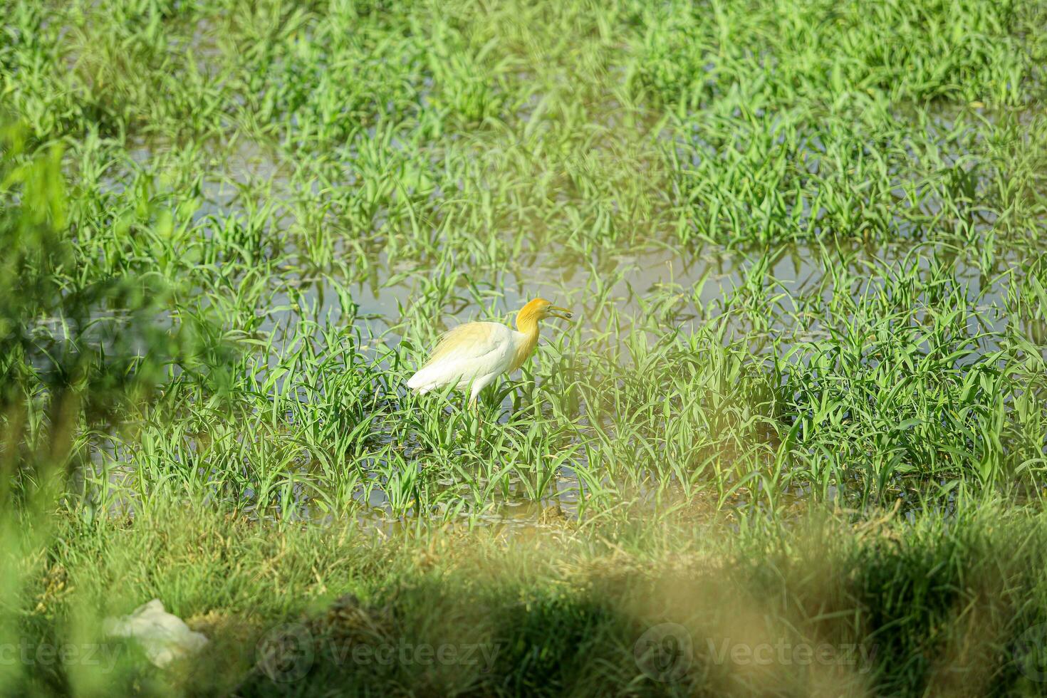 genial garceta blanco genial blanco garza Ardea alba descansa en uno pierna por un congelado río. letonia en letonia, el genial blanco garzas empezado anidamiento solamente blanco pájaro foto