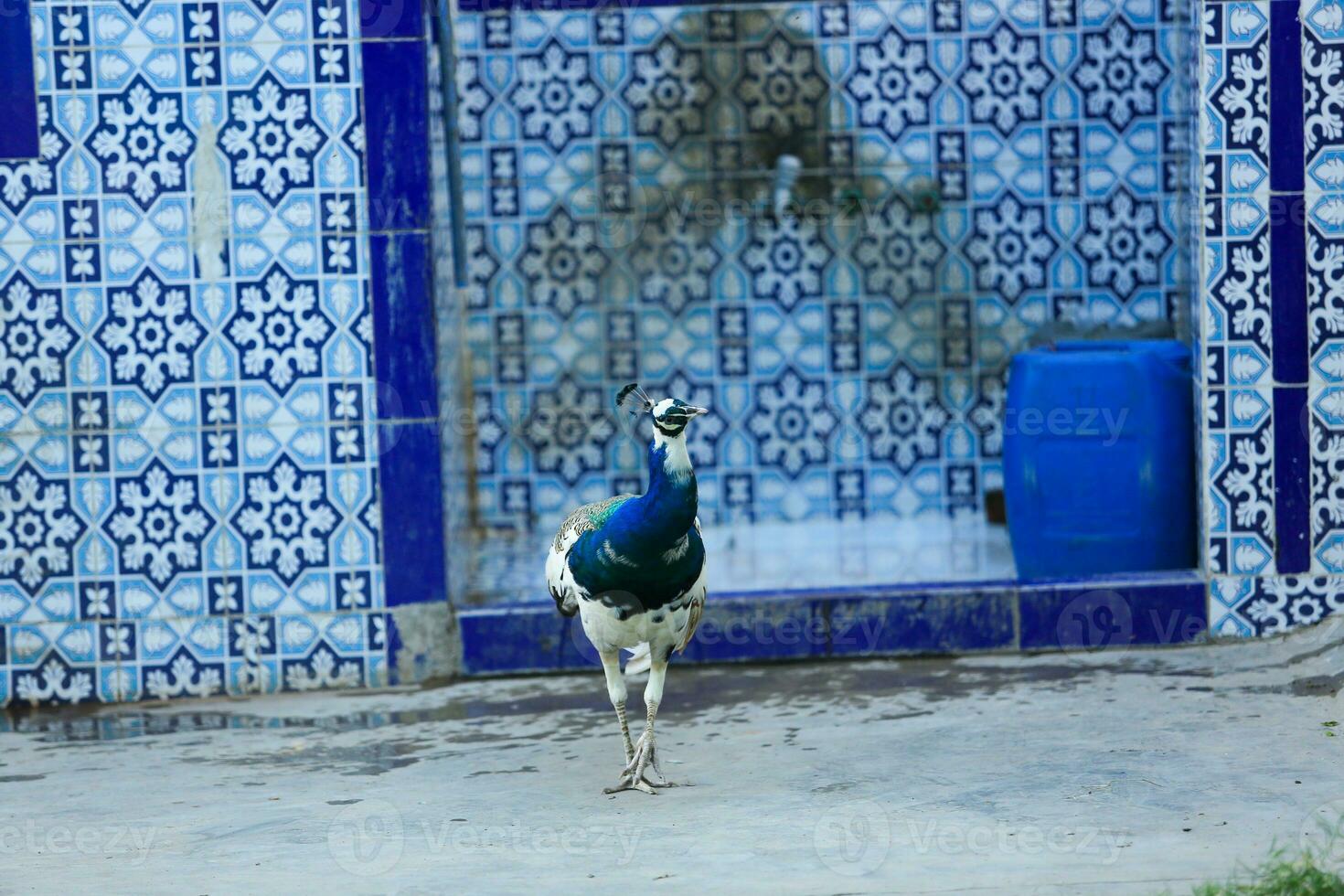 Indian Blue Peafowl Standing With Blue Pattern Wall Indian Pattern Blue Peacock photo