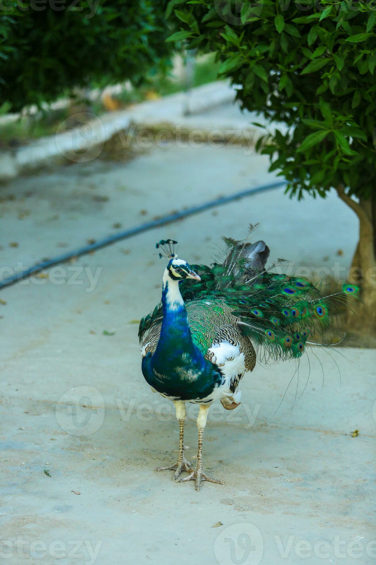 Beautiful Peacock Standing in Ground Happily Colorful Peafowl Indian