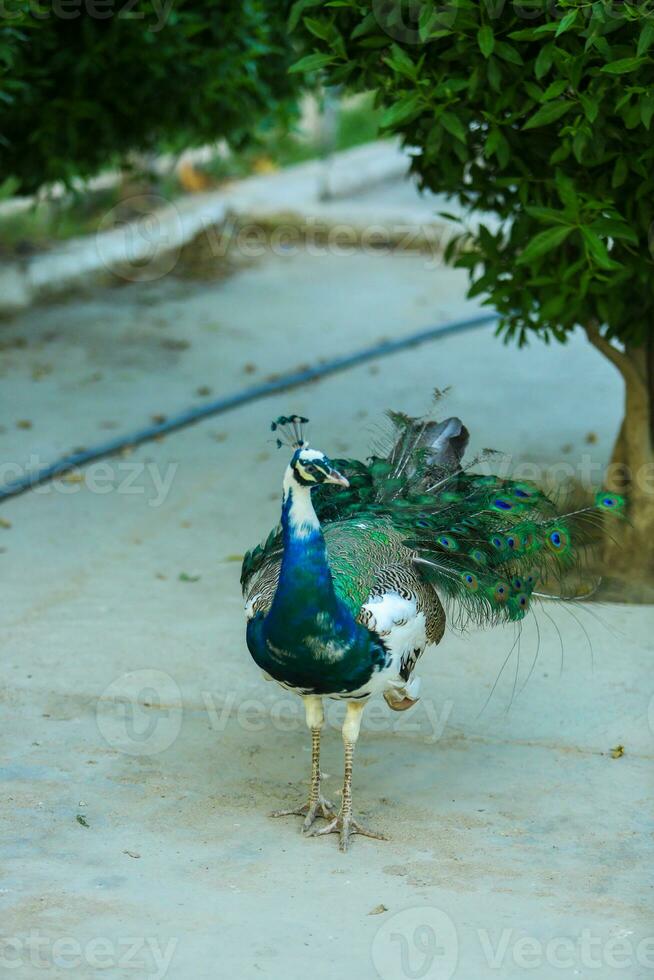 Beautiful Peacock Standing in Ground Happily Colorful Peafowl Indian Zoo photo