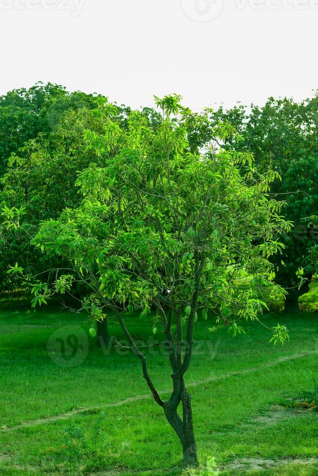 A tree in a field with green leaves and a tree in the foreground. photo