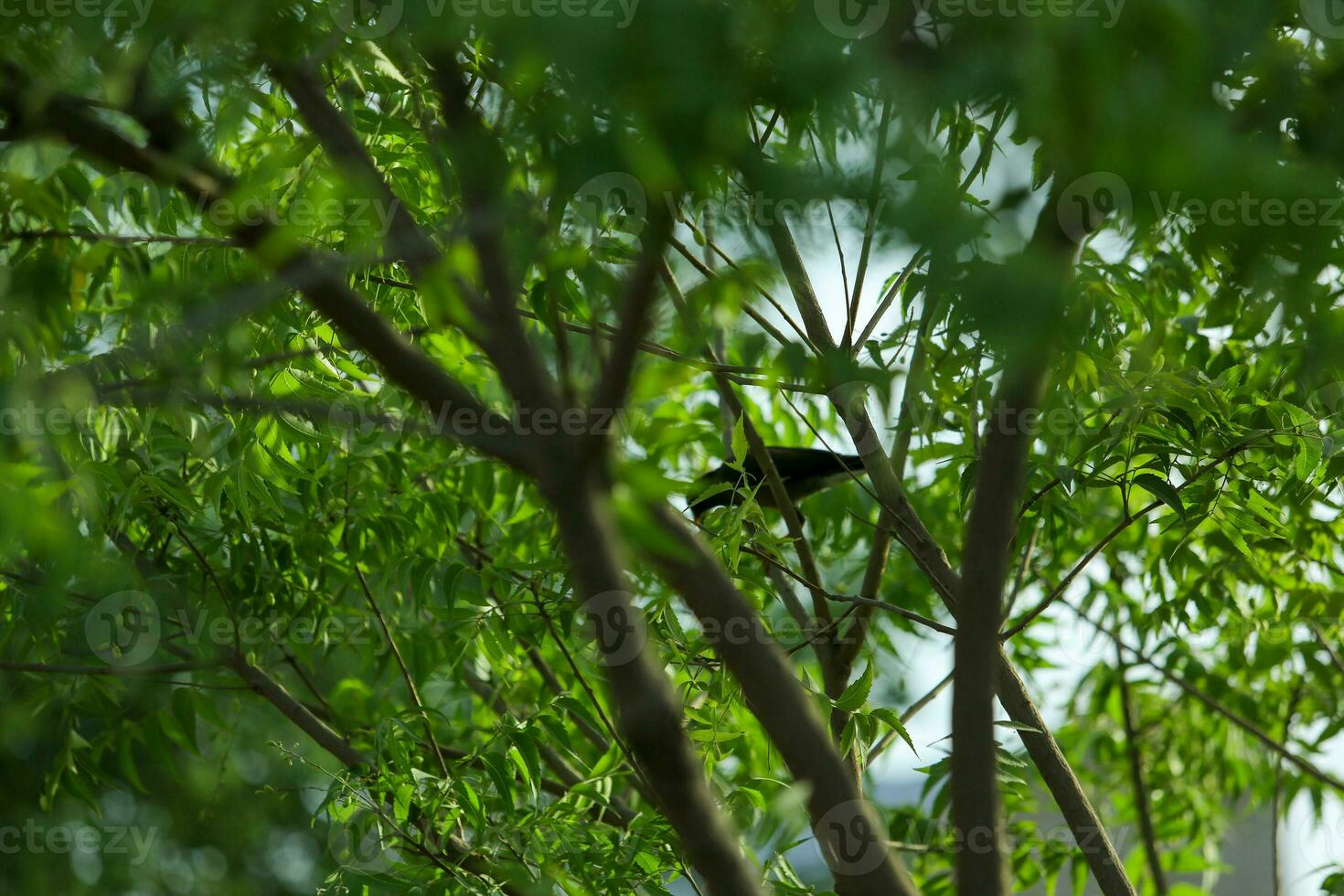 Leaves tropical forest trees Low angle view of tree branch bird sitting on branch tree green nature photo