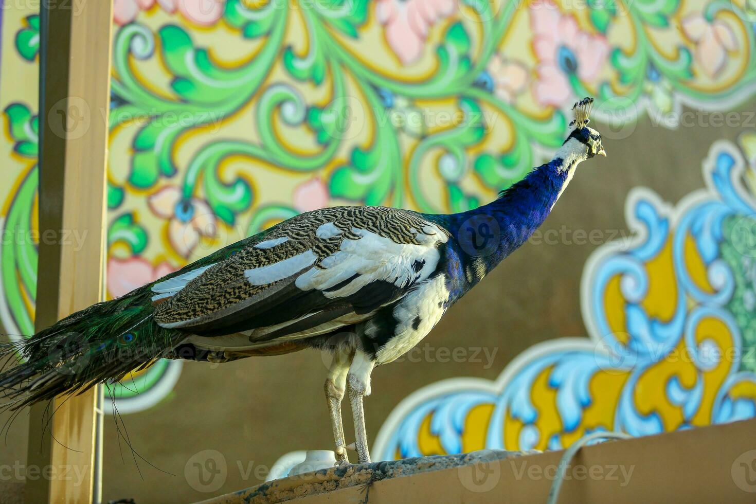 Indian Peafowl Standing on Wall with Colorful Background Coloful Peacock photo