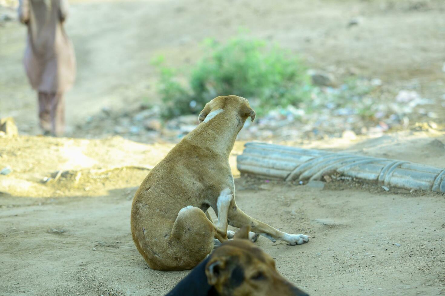 pakistani street dog street dog dog lover dog love brown dogs photo