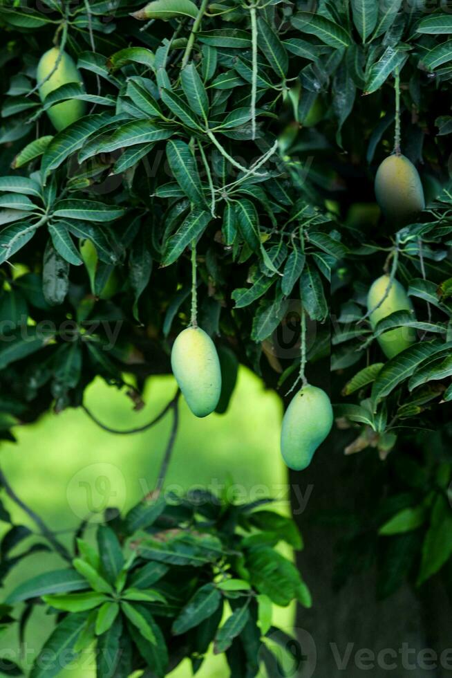 bunch of raw green mango hanging on tree mango hanging in garden red mango  Beautiful Mango Tree photo