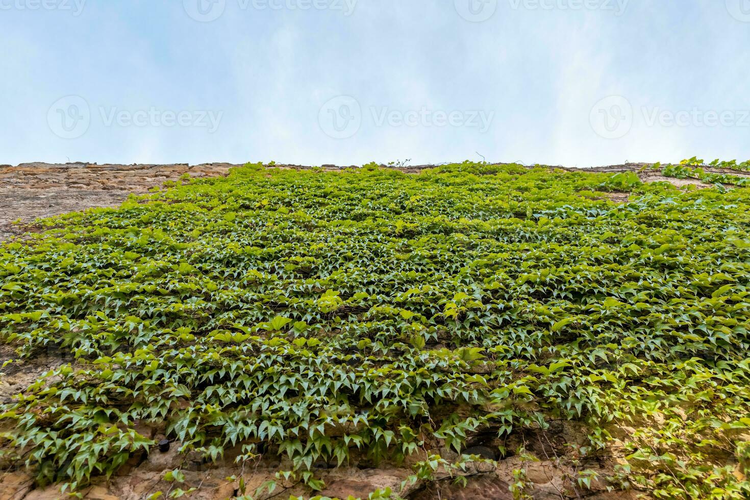 stone wall covered with climbing plants photo