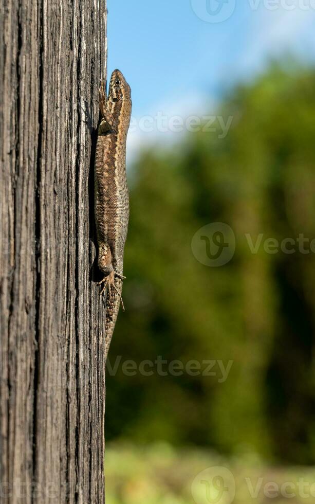 a lizard climbs up a wood trunk photo