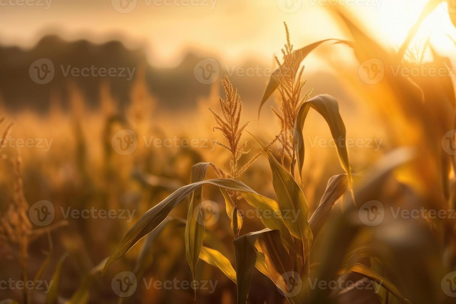 puesta de sol trigo campo antecedentes foto, borroso y suave enfocar. generativo ai foto