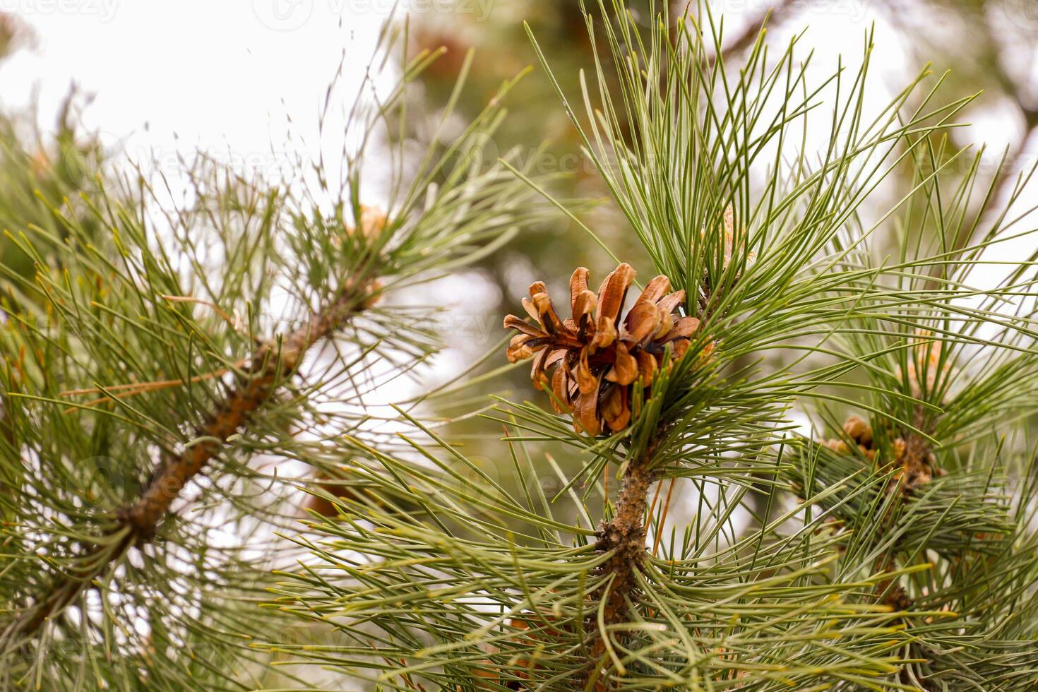 A pine cone is on a tree branch. photo