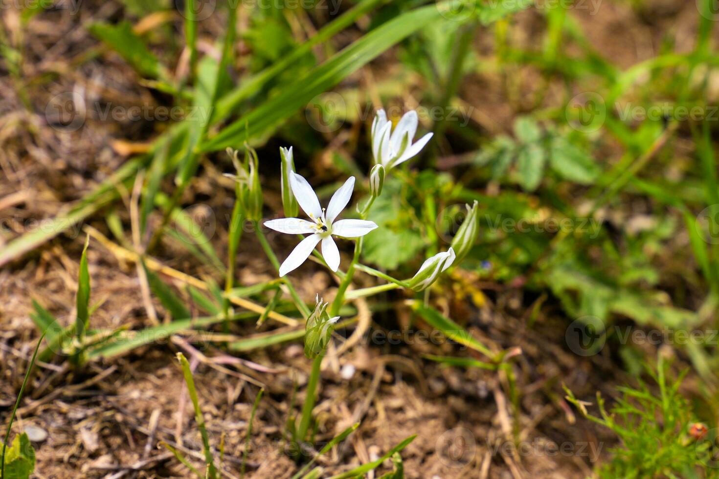 Ornithogalum flowers. beautiful bloom in the spring garden. Many white flowers of Ornithogalum. Ornithogalum umbellatum grass lily in bloom, small ornamental and wild white flowering photo