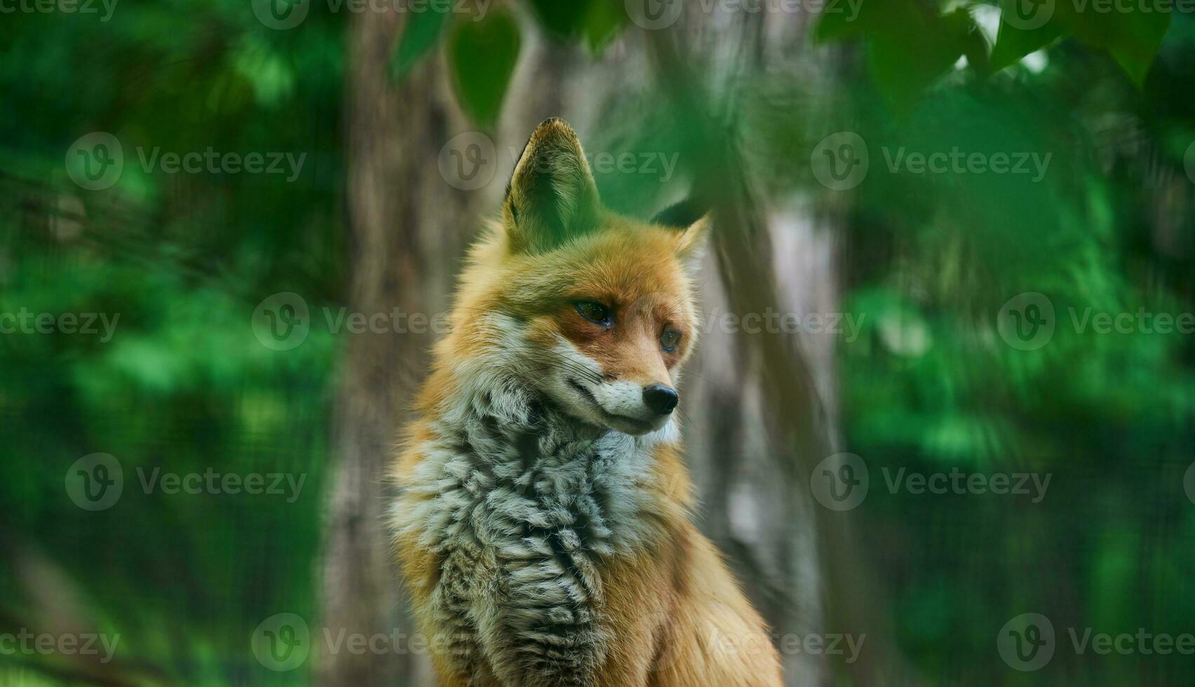 Portrait of a wild red fox in green foliage photo