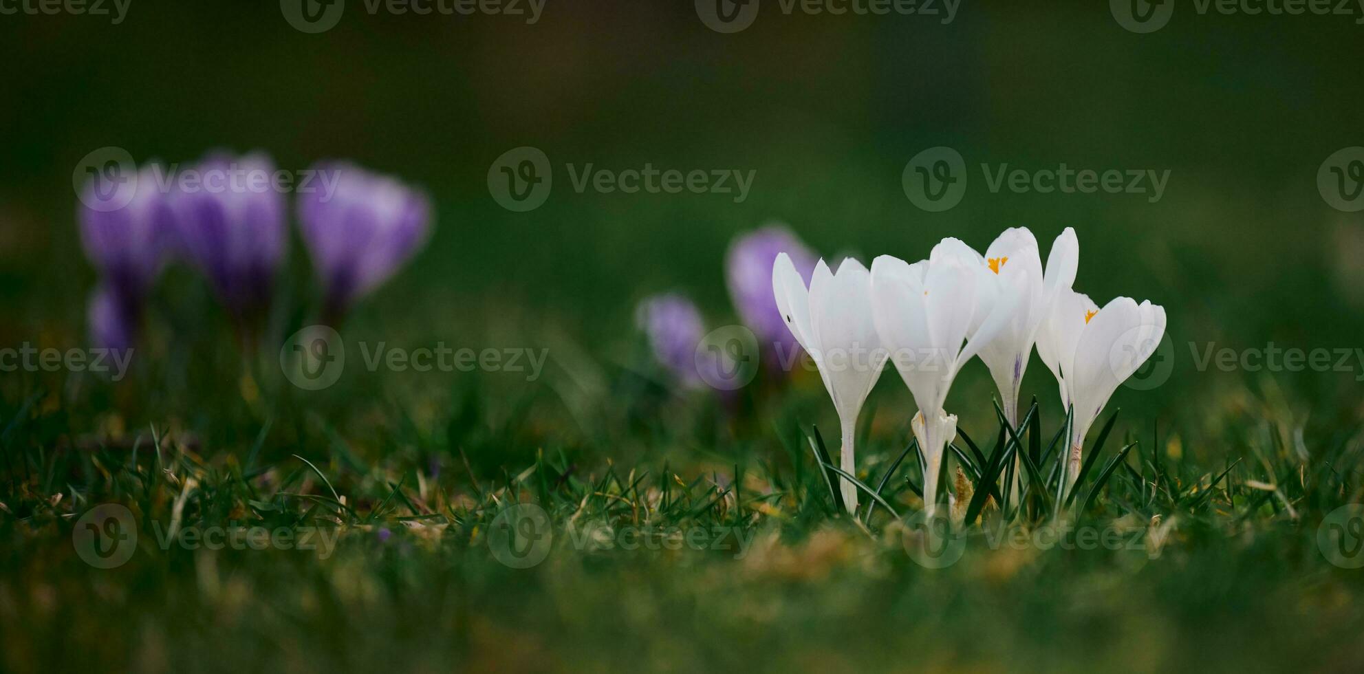 Blooming white crocuses with green leaves in the garden, spring flowers photo