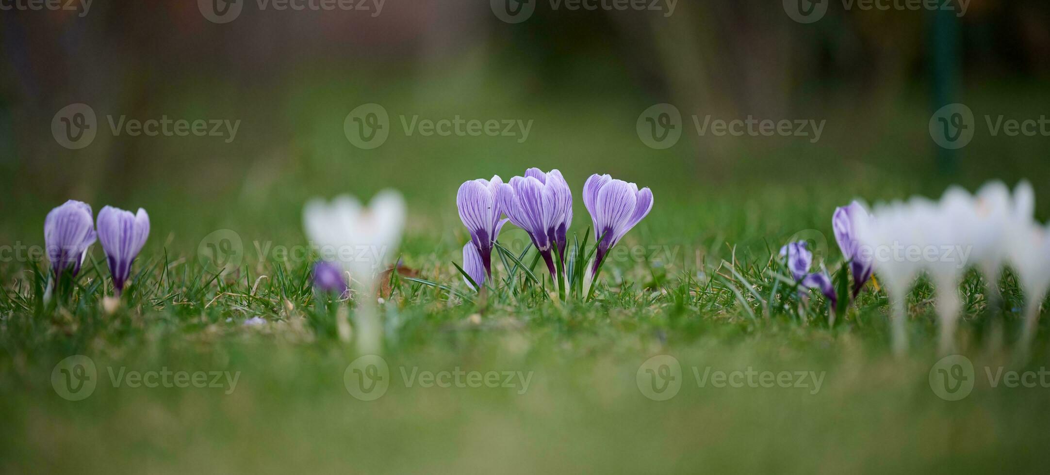 Blooming purple crocuses with green leaves in the garden, spring flowers photo