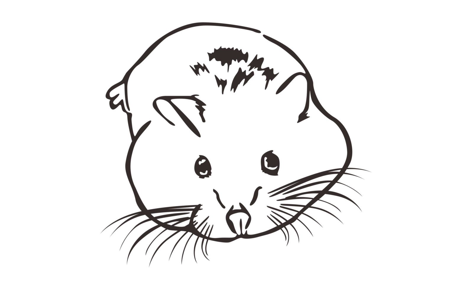 Hamsters Line Art With Transparent Background png